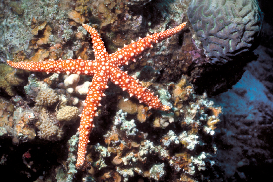  Gomophia egyptiaca (Egyptian Brittle Star)